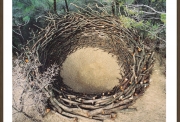 Nils-Udo, Nid du Crestet, Nest  Earth, stones, oaks  Crestet, Vaison la Roine, Provence 1988 125 x 125 cm , courtesy Nils-Udo - Galerie Claire Gastaud