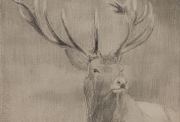 Le cerf, 2023 Fusain sur papier marouflé sur toile 29,7 x 21 cm