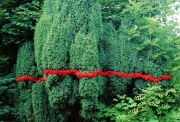 Nils-Udo, Genévrier, sorbes, branches de noisetier, osier, Aix-la-Chapelle, Allemagne, 1999, 150 x 150 cm