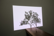 Samuel Rousseau, Sans titre, L'arbre et son ombre, vidéo projection et bois