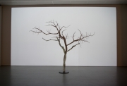 L'arbre et son ombre(2), 2012, Projection HD et modélisation 3D, 13' en boucle, Arbre et vidéoprojection complet, Oeuvre unique, collection privée