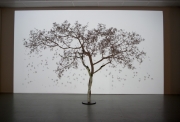 L'arbre et son ombre(2), 2012, Projection HD et modélisation 3D, 13' en boucle, Arbre et vidéoprojection complet, Oeuvre unique, collection privée