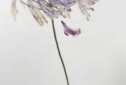 Memento Mori, Iris, huile en barre sur papier,100x70cm