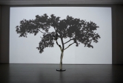 Samuel Rousseau, Sans titre (L'arbre et son ombre), 2008-2009, Vidéo projection HD en boucle, branche d'arbre, acier, 160 x 180 cm (dimension de l'arbre)