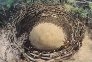 Nils-Udo, Nid du Crestet, Nest  Earth, stones, oaks  Crestet, Vaison la Roine, Provence 1988 125 x 125 cm , courtesy Nils-Udo - Galerie Claire Gastaud
