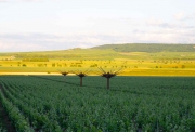 Habitat II, chênes, pins, cepes, vignoble de Taissy, maison Ruinart, France, 2022