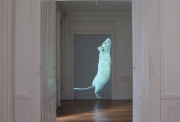 Le Rat, 2007, Lyon, Installation vidéo, Dimensions variables Muet, couleur, format 4/3 Projection vertical, avec mode auto-repeat, Durée de la boucle 30 mn