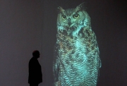 Bertrand Gadenne Hibou, 2005 Vertical projection, with auto-repeat mode. Duration of the loop 30 mn