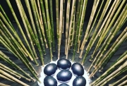 Nils Udo, Black Bamboo, 2019, Fondation EDF, Marbre noir, tiges de bambous, gravier de marbbre blanc