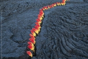 Nils-Udo, Fissure dnas une coulée de lave, fleurs appelées Lanternes, Ile de la Réunion