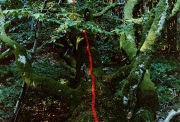 Nils-Udo,  Hêtre tombé, baies de sureau rouge, 1986, 124x124cm